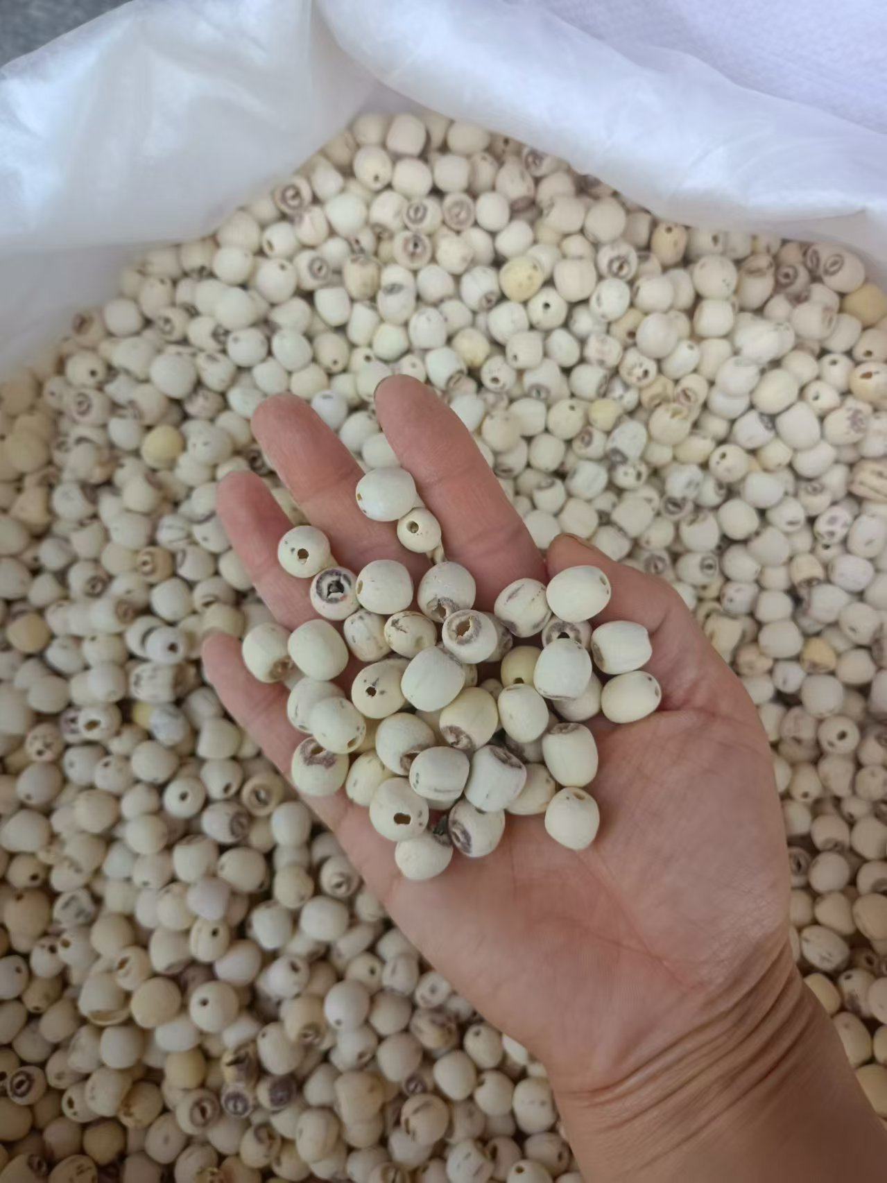 Hunan Peeled White Lotus Seeds Lian Zi 500g Sulphur-Free Core-Removed Food and Herb Use preparation