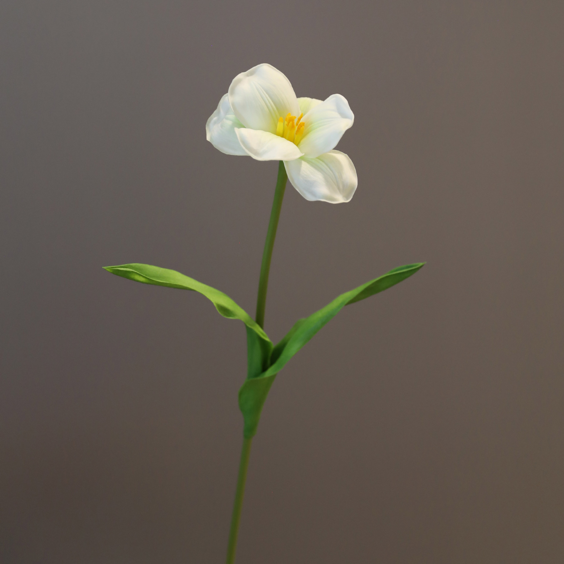연한 초록색