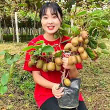 猕猴桃树果苗南方北方种植果树果苗嫁接红心软枣猕猴苗桃当年结果