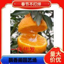 ��Ʒ�N��Ƥ�۽��� ����һ̖��������������� �޽ӟo���۽��Ә���