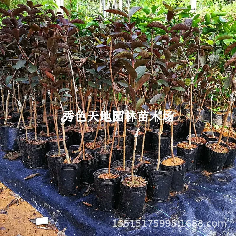 Красные листья гуавы саженцы фиолетовые гуавы фиолетовая плоть гуавы саженцы четыре сезона груши саженцы фруктов в горшках посадка на юге и севере