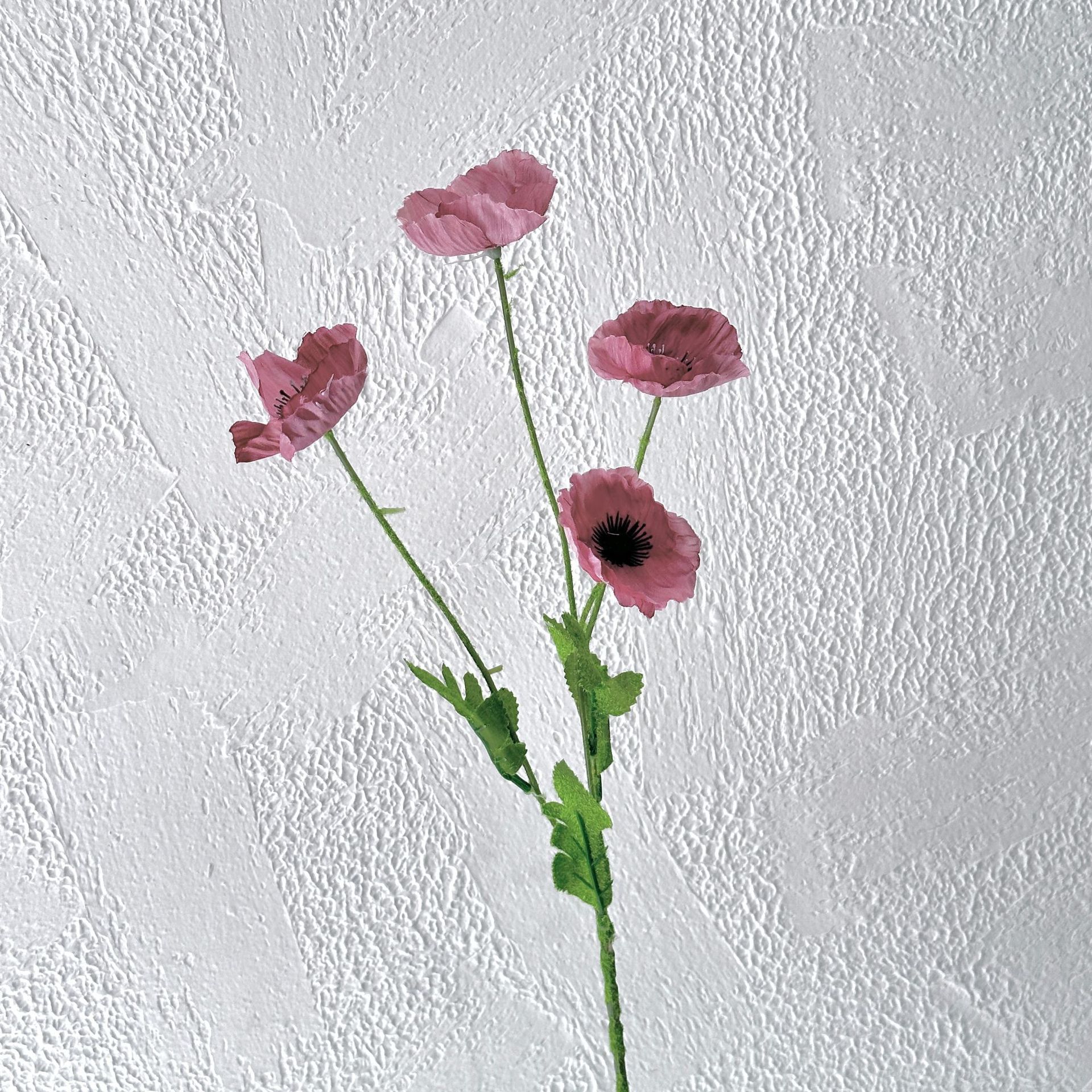 Dousha Purple Beauty