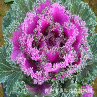 European Kale Shandong Qingzhou Has a Large Supply of Winter Antifreeze Grass Flower Kale Large Pot Seedling Base