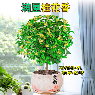 𻨘¹ļ_ֲ҃Ȼ̨̨w՚