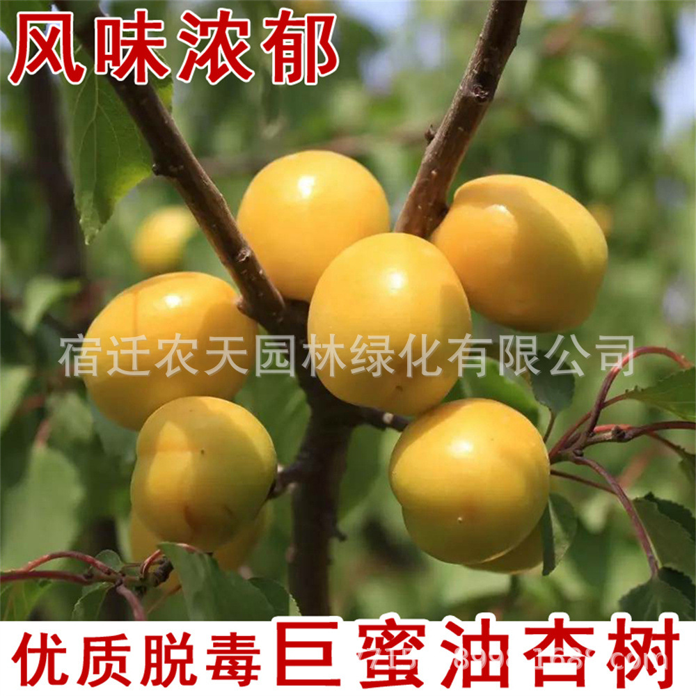 嫁接小白杏树苗金太阳甜杏苗巨蜜王由杏子当年结果南北方四季种植