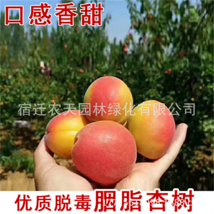 �Ә����½��t���Ә����ش��Ә���ͥԺ�Ϸ������Nֲ����Y��������