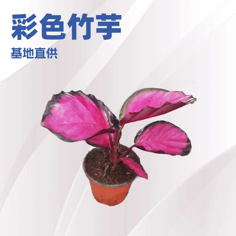 Оптовая продажа: настольные зеленые растения для домашнего офиса, красочные и красивые цветы семейства арорута A90, маленькие комнатные растения в горшках.