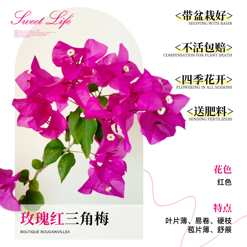 [꽃과 함께 배송되며 수령시 즉시 즐겨보세요] 로즈 브라질리언 부겐빌레아 40-50cm