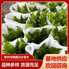 �Gֲ�B��ާ�k���ҾGֲ¹��ާ�S�{˹�B��ާƽ��ާ�ļ��L���^�~
