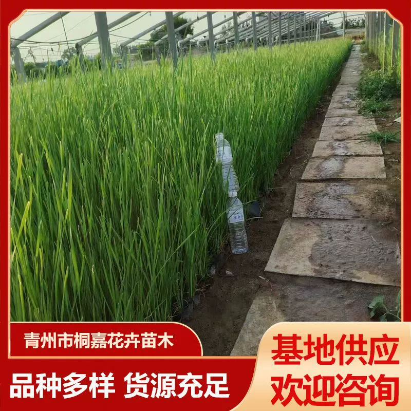 База Цинчжоу поставляет водные растения для ландшафтного озеленения болот, цветочные композиции для озеленения парков с лотосами и горшочки для рассады тростника.