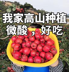 新鲜山楂鲜果大果山东生山楂批发冰糖葫芦甜口大山楂大金星
