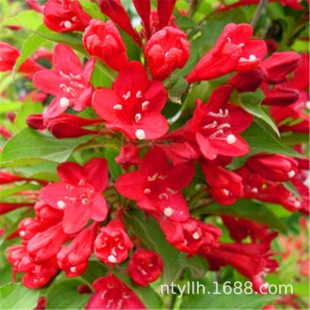 �������|�\��������ʼt����ͥԺ�e�����@�ͺ���ؚ��ľֲ���_��