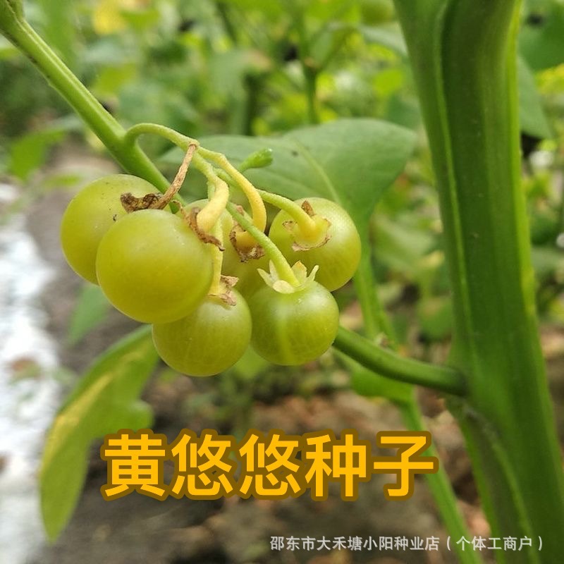 黄悠悠种子野生黄龙葵种子东北稀有野果黄天天种子盆栽 菜园 四季
