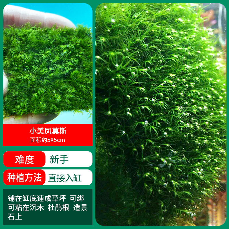 Xiao Mei Feng Moss【얼리 어답터 가격❤특별한 제안]