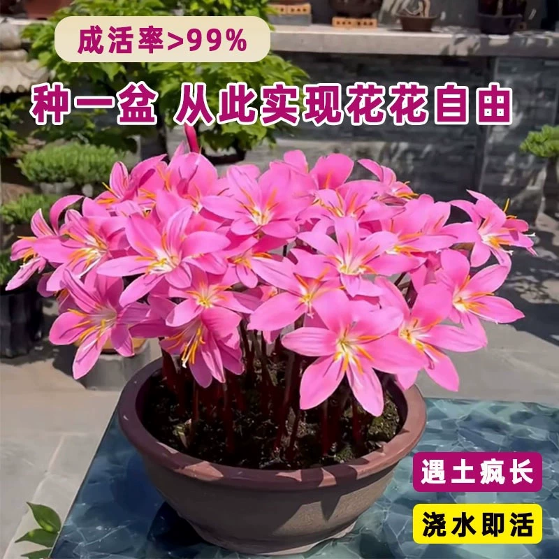 Ветер и орхидея многолетние луковицы цветут четыре сезона