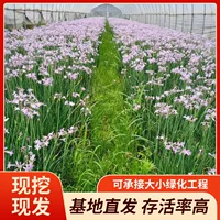 Производитель 2025 новая модель оптом фиолетовый чиви с высокой выживаемостью и сильной корневой системой, полные характеристики