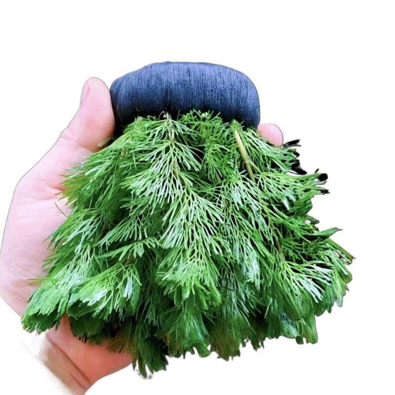 绿菊坨草增氧球形水草一整套斗鱼鱼缸造景无需底砂净化水质|undefined
