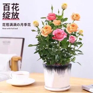 ��ɫ���������l؛������õ�廨��С���������ļ��_���̨����¼�