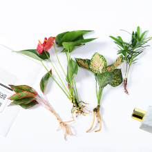 ˮ�B�Gֲ�҃�ˮ�໨��ˮ�B�� �G�}�lؔ�������������ˮ���׳ɻ�