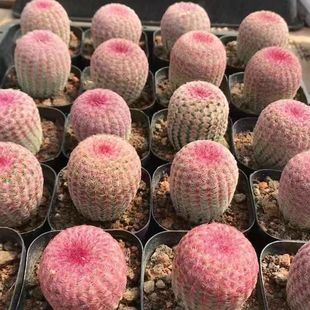 Red Sun Real Cactus with Roots 4-6cm, Antler Column Succulent Potted Plant, Real Photo