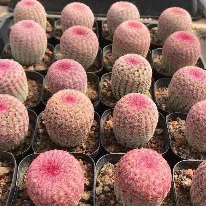 红太阳实生仙人球 有根4-6cm 鹿角柱属多肉盆栽  实物拍摄
