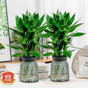 ���Iһ��һ��ˮ���^�����҃��k���������ļ����B�Gɫֲ��oƷ��