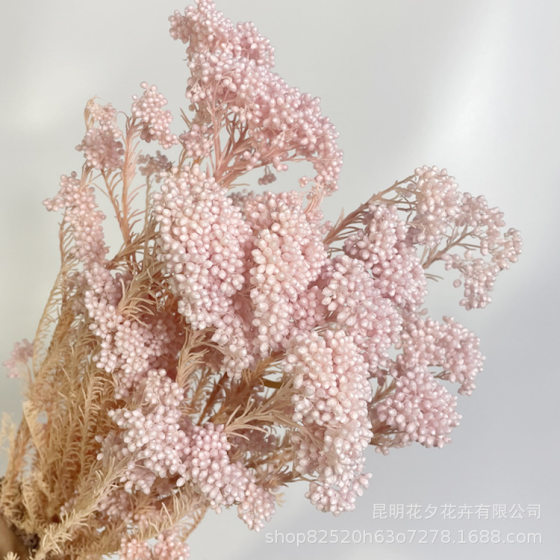 Yunnan wholesale bleached rice flower light color fresh rice flower flower material home decoration dried flower bouquet making flower material rice grass
