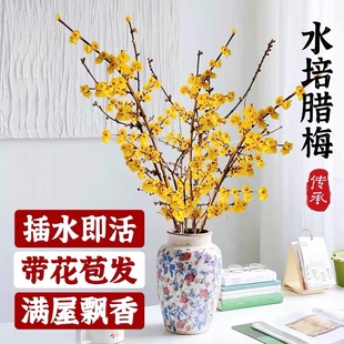 Chimonanthus Fresh-Cut Flowers, Dried Branches, Chimonanthus Hydroponic Chimonanthus Flowers with Buds, Dried Branches, Chimonanthus Branches Bloom When Exposed to Water, Fresh-Cut Flowers