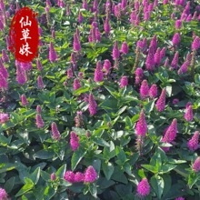 ���ż{������ ��ϼ�����뻨 �޸����ܻ��RͥԺ�^�� �ͺ�