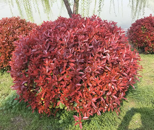 Dropshipping Red Leaf Heather Holly Golden Sasanqua Ball Large and Small Leaf Boxwood Ball Engineering Garden Courtyard Greening