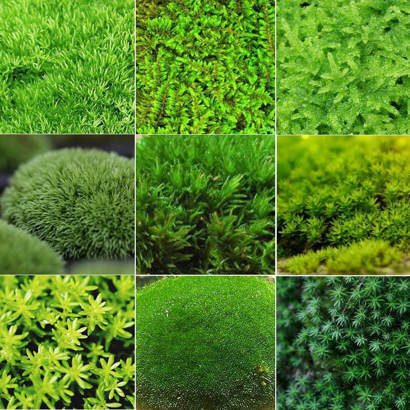 苔藓植物鲜活苔藓白发藓盆景假山缸微景观生态瓶diy植物材料青苔|ru