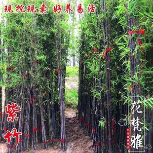 Bamboo Seedlings, Courtyard Plants, Potted Plants, Four-Season Evergreen Bamboo Seedlings, Purple Bamboo, Gold Inlaid with Polygonatum Odorifera, Luohan Bamboo, Cold-Resistant North Changli