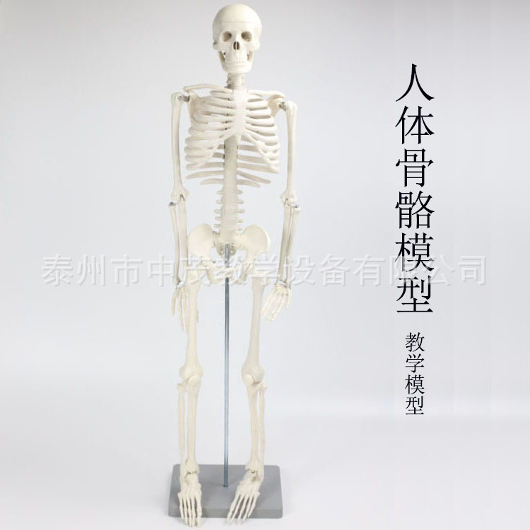 人体骨骼模型可活动拆卸拼装小学科学教具生物实验教学仪器实验器
