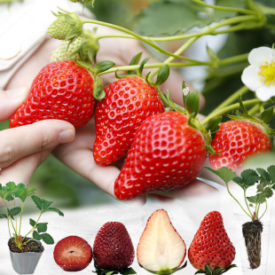 Four Seasons Cream Strawberry Seedlings Potted with Soil Red Strawberry Seedlings North and South Courtyard Balcony Planting Results of the Year