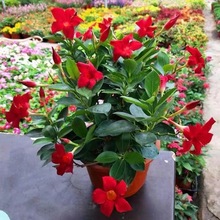 �h�������Ի����pϲ��С���玧��������ֲ���ļ��_���Gֲ�����B��