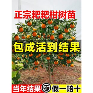 ��Ҋ��ҰҸ̘���޽ӹ���������Ә��紺Ҋ���θ̘��紺Ҋ����