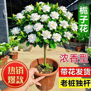 ���U�Ϙ������Ǘd�ӻ����~�d�������̨���B�҃���Gֲ�ļ��_��
