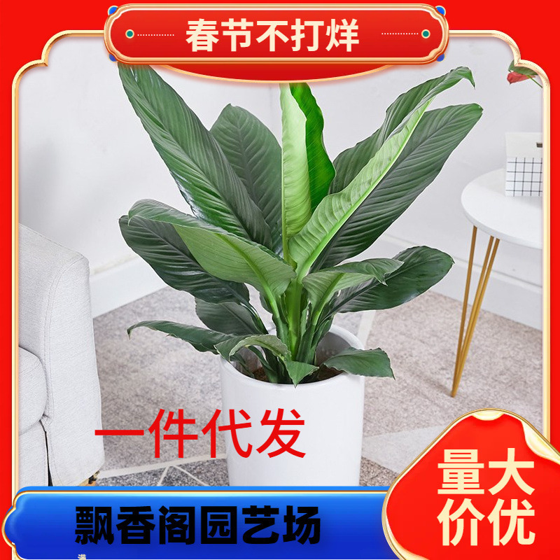 Dropshipping Hulk Black Beauty Large-Leaf Plant Indoor Potted Plant Four-Season Green Foliage Shade-Tolerant Potted Green Plant Good