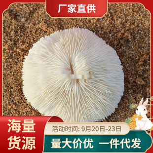 ��Ȼ��ɺ���A�ξջ�Ģ��ؐ���~���쾰�����b�Ʒ�[��ˮ������