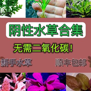 ǰ��ˮ����Բݸ��쾰ֲ��ˮ�mˮ�Ž��ݟo�������̼���������ײ�