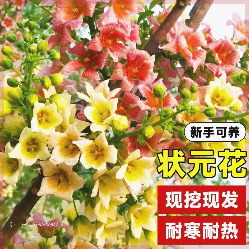 Саженцы цветов Wen Guan с сильным ароматом, подходят для внутренних и наружных садов, долговечные фруктовые растения в горшках, морозостойкие и подходят для всех сезонов.