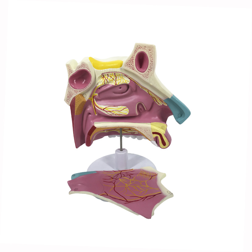 R021B Anatomical Enlarged Model of Nasal Cavity
