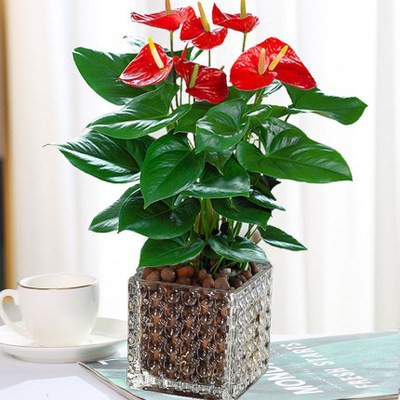 특급 안스리움 [구슬점사각통+세람사이트] + 영양액