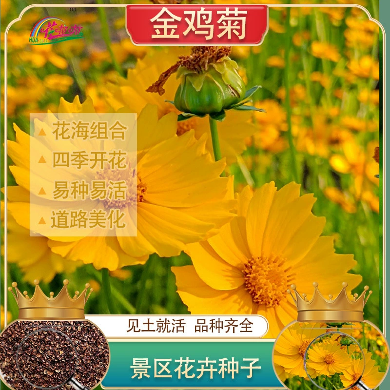 Семена многолетнего цветка космоса распускаются в любое время года, семена травы космоса легко выращивать в помещении.