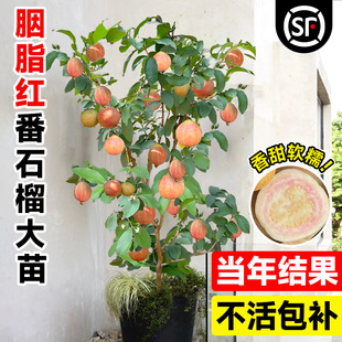 �t�ķ�ʯ����֬�t���Ԙ���V�|�����ϱ���ͥԺ�ͺ��ļ�ˮ�������