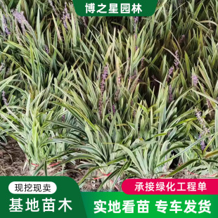 �ձ���������������ͥԺ��ƺ�G���ر�ֲ�：�~��߅�ͺ�С��������