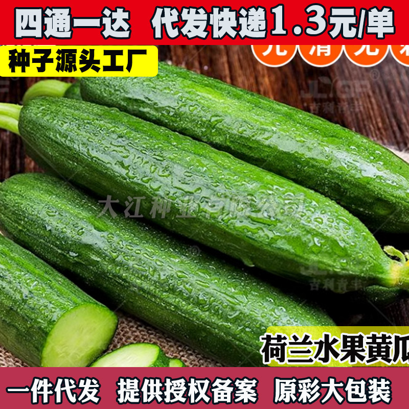 Fruit Cucumber Seeds, Cucumber Seeds, Balcony Cucumber Seeds, Garden Vegetable Seeds, Autumn Sowing, Potted Plants for All Seasons