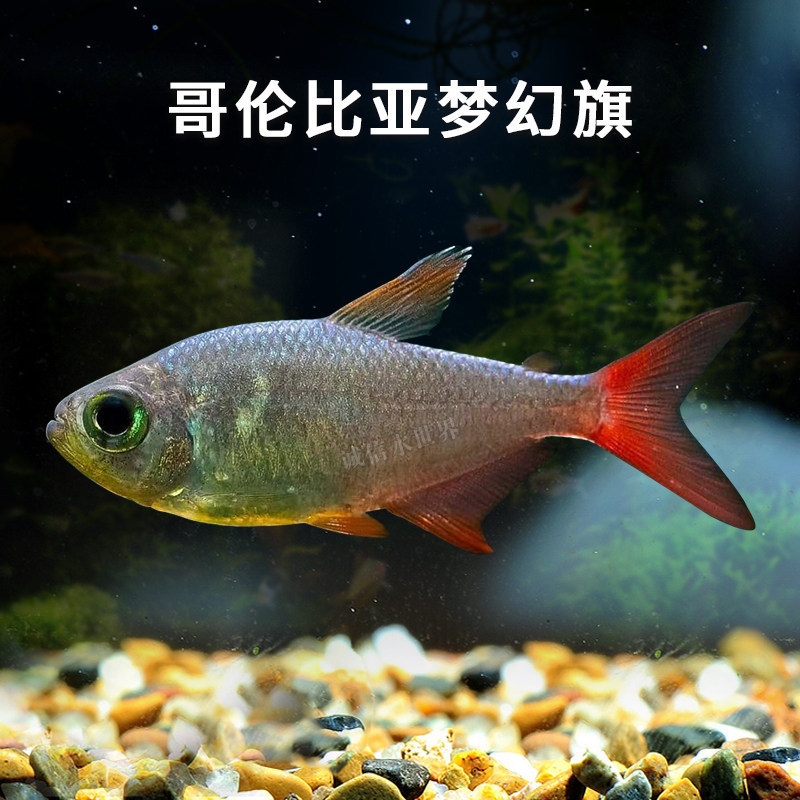 Colombian Dreamlightfish, Rose Flagfish, Tropical Ornamental South American Freshwater Small Lightfish, for Grass Aquariums, Swimbathing, Live Colombian Dreamlightfish, Rose Flagfish, Tropical Ornamental South American Freshwater Small Lightfish, for Grass Aquariums, Swimbathing, Live