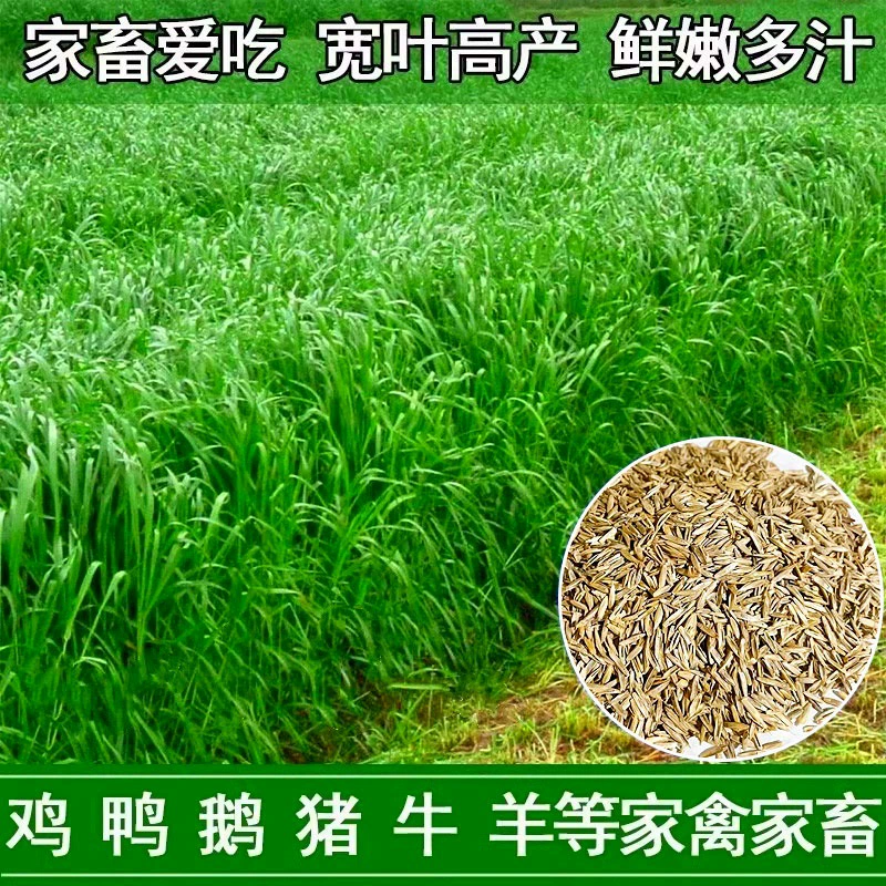 Импортные семена райграса морозостойкие кормовые семена многолетней травы сазана скот овца курица семена гусиной травы четыре сезона