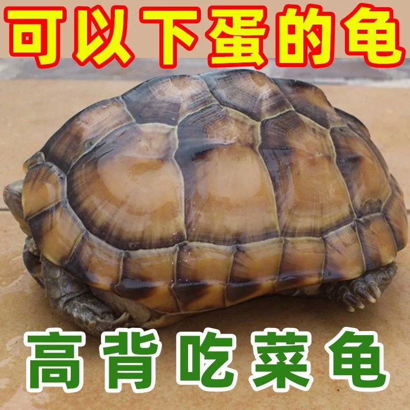 Крупный овощной остров, черепаха-питомец, гигантская черепаха, крупная черепаха, вегетарианская черепаха, сырые яйца, трава
